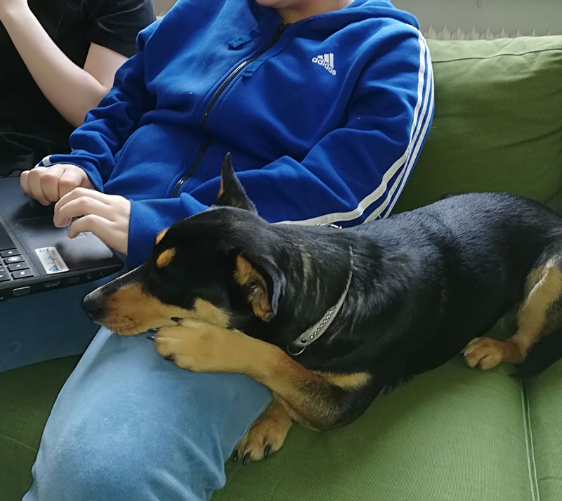 Marietta-Schreiber-1 Marietta Schreiber Therapiehundeteam Burgenland