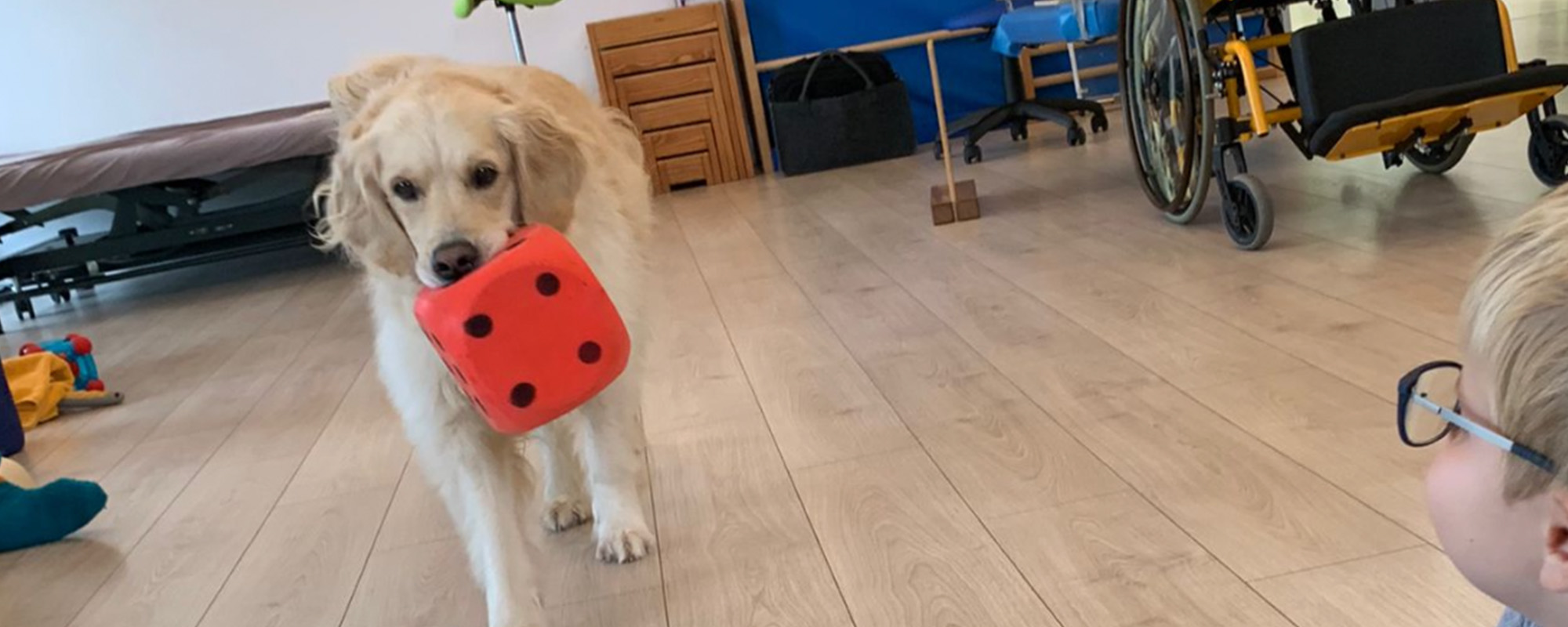 therapiebegleithunde 11 Therapiebegleithunde Ausbildung Südtirol