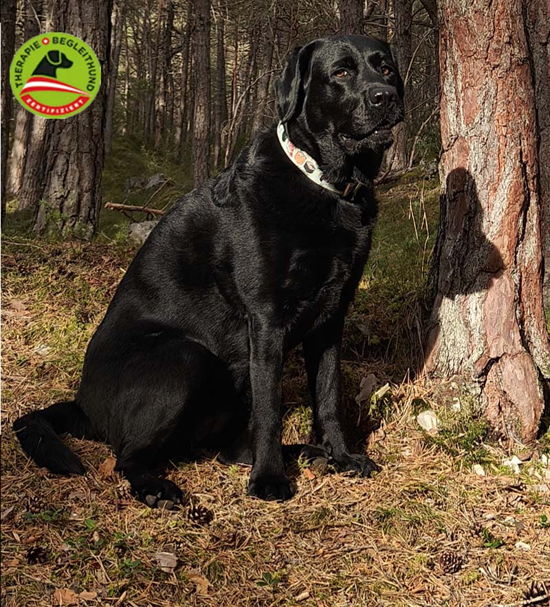 zertifizierter Therapiebegleithund Maggy